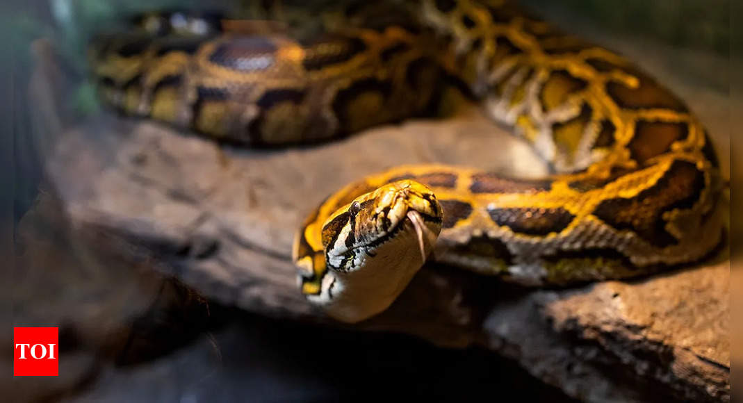 Florida Python Challenge: Florida’s annual python challenge: Contestants compete for ,000 in prizes to tackle invasive snakes