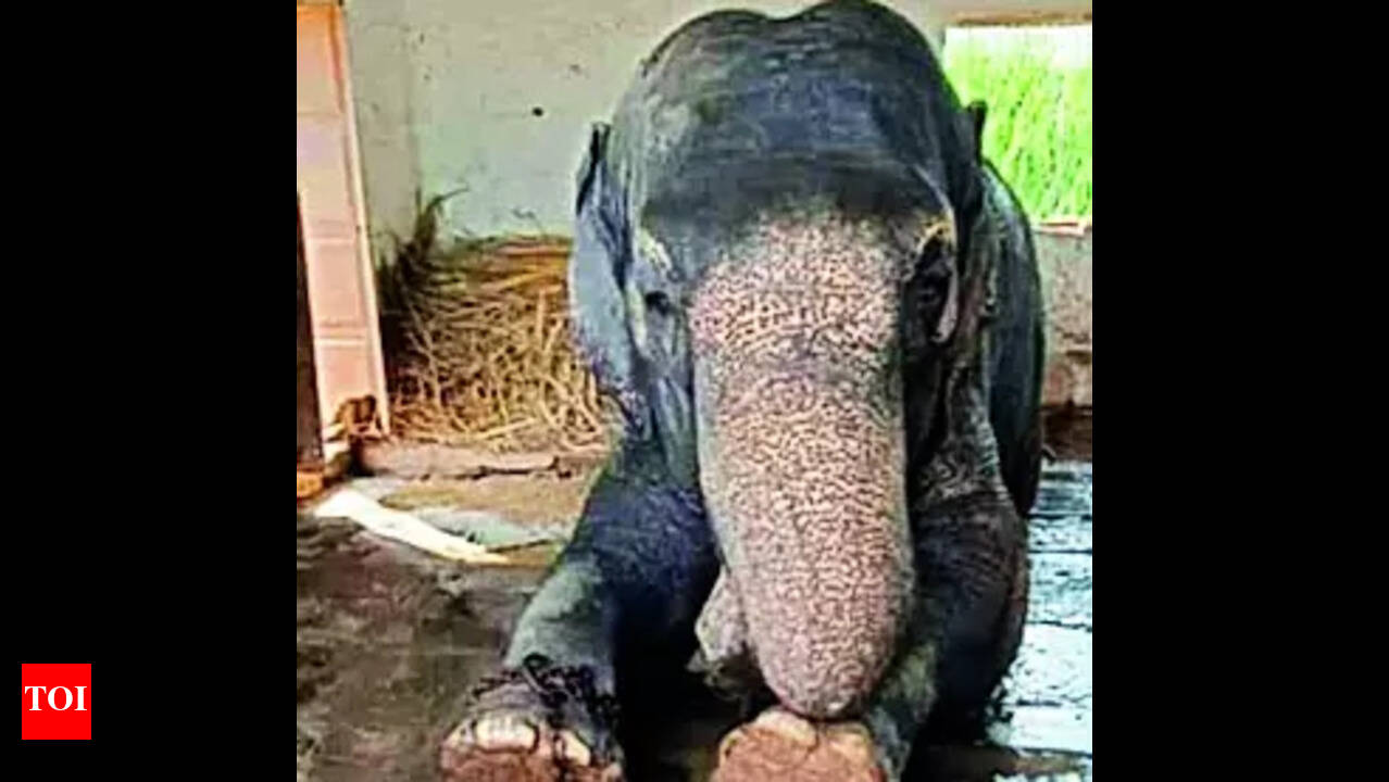 Elephant: Resident jumbo of Jain ashram in Chikodi dies | Hubballi News -  Times of India