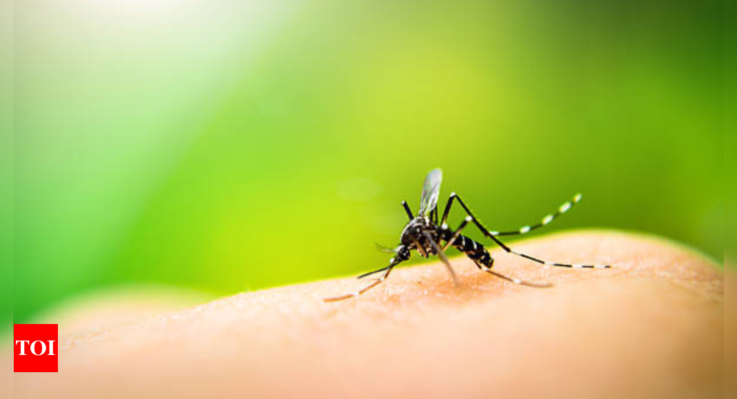 Dengue-Chikungunya Safety Tips: Notice these minute details in your house to stay safe |