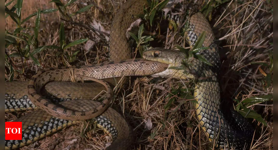 Why do snakes eat each other? |