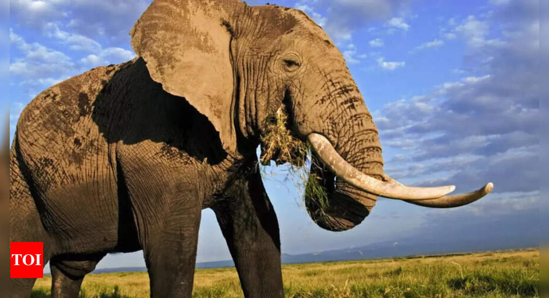 World Elephant Day 2024 Highlights Global Efforts