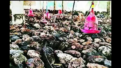 Chicks: Heavy Rain Inundates Poultry Farms, 10K Native Chicks Drown