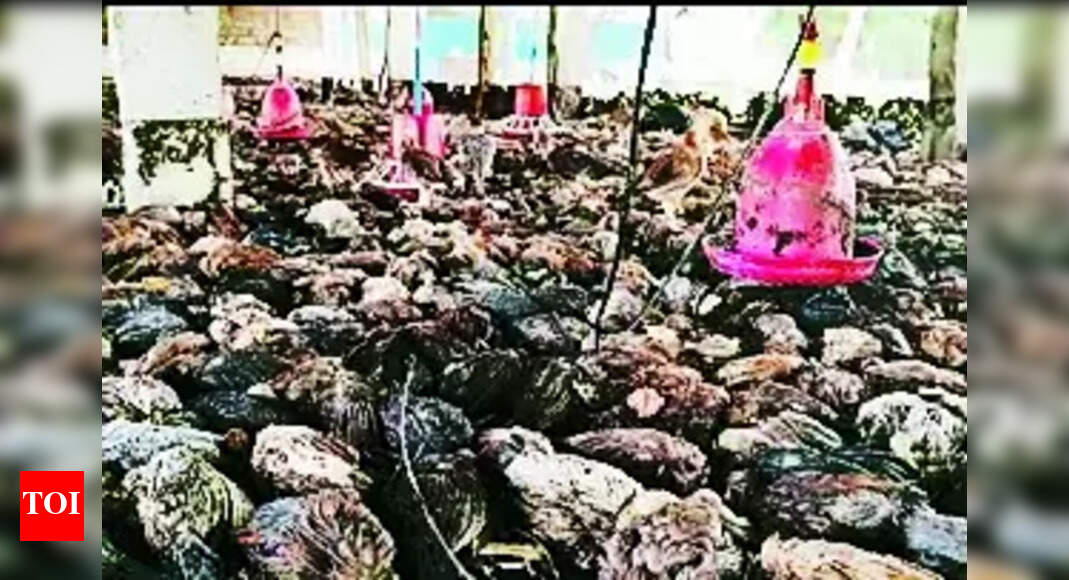Chicks: Heavy Rain Inundates Poultry Farms, 10K Native Chicks Drown ...