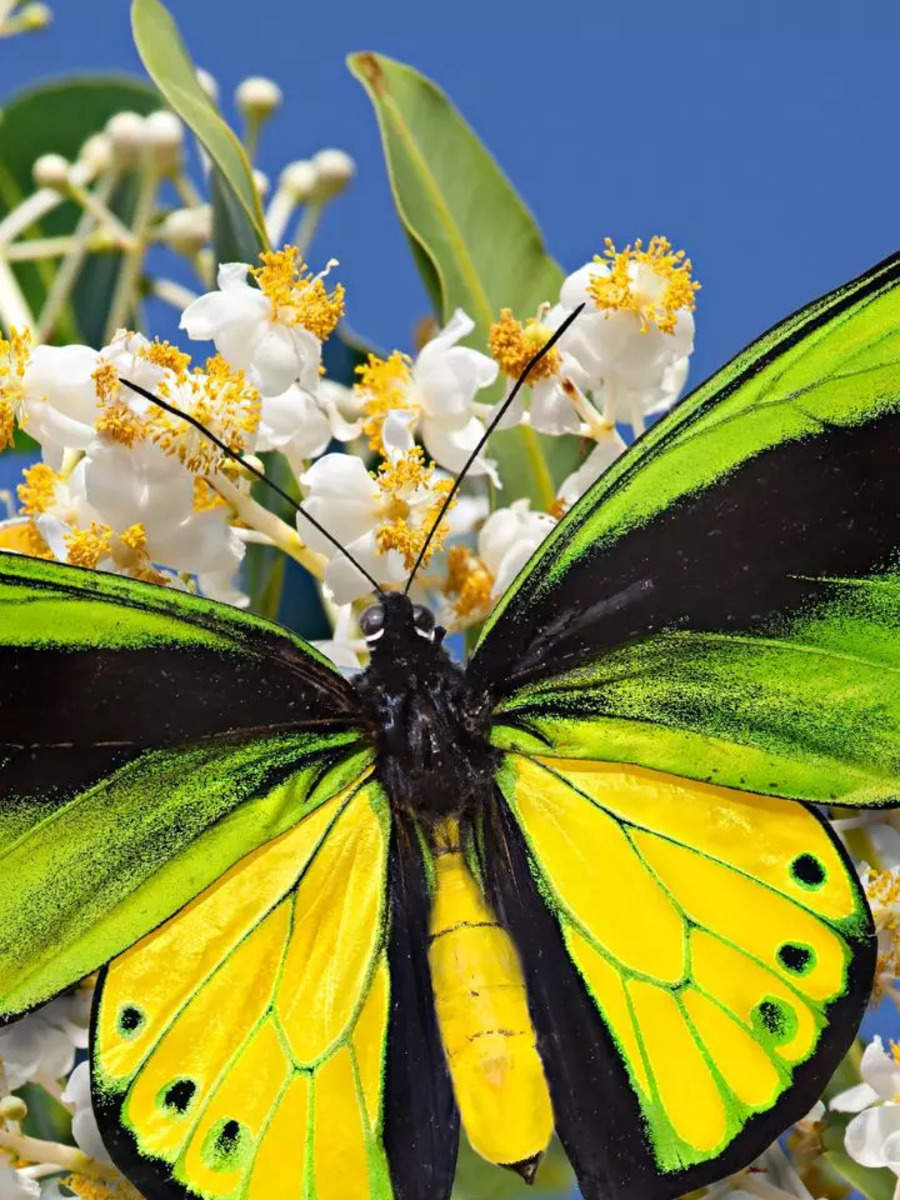 8 giant butterflies that will leave you in awe | Times of India