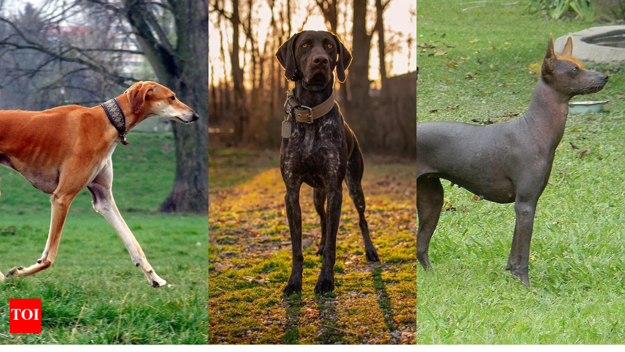 Dog Breeds Catahoula Plott Hound Petfinder Catahoula Leopard Dog