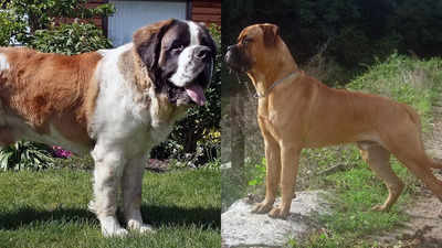 Know about the world’s largest friendly canine breeds