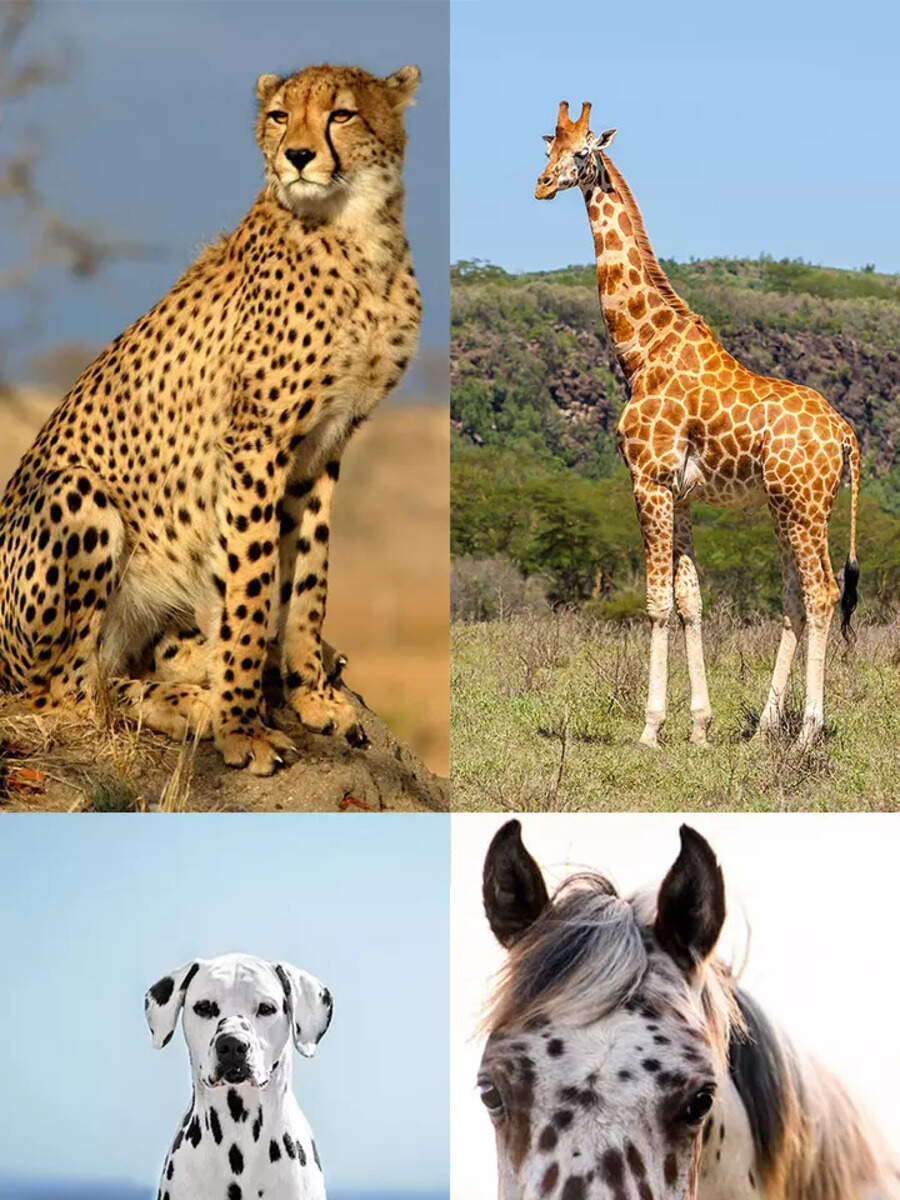 10 animals with leopard-like spots | Times of India