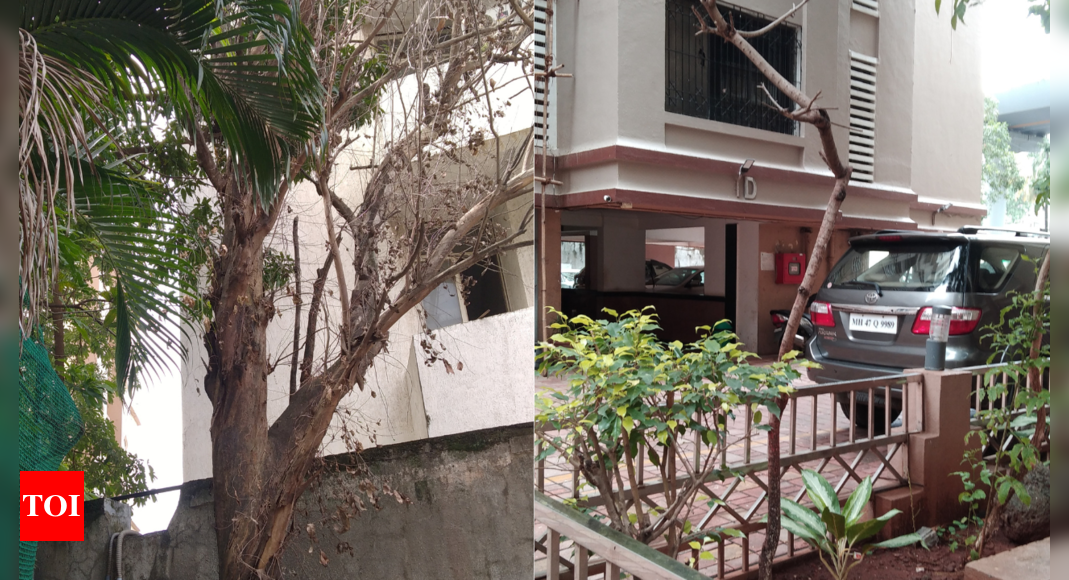 Eucalyptus tree in Malad township dies due to concreting in Mumbai | Mumbai News