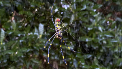 Jorō spiders: 'Horror movie' arachnids invading US that freeze under stress