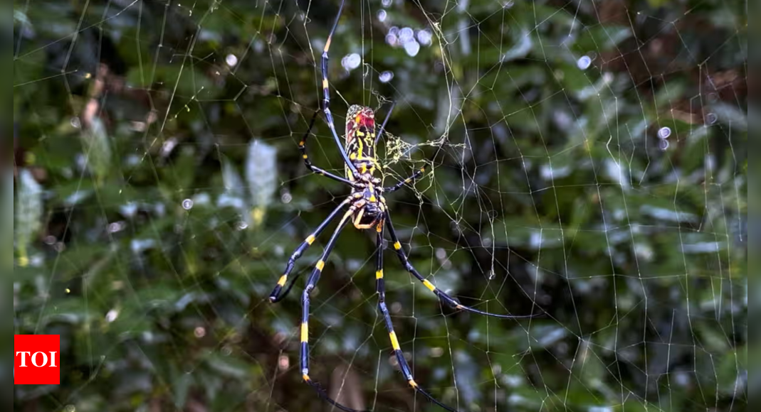 Horror Movie: Jorō spiders: ‘Horror movie’ arachnids invading US that freeze under stress