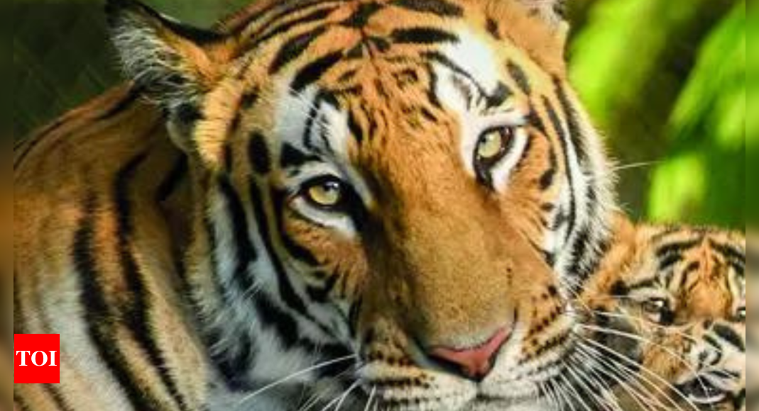 Alwar schools shut as tigers injure 5