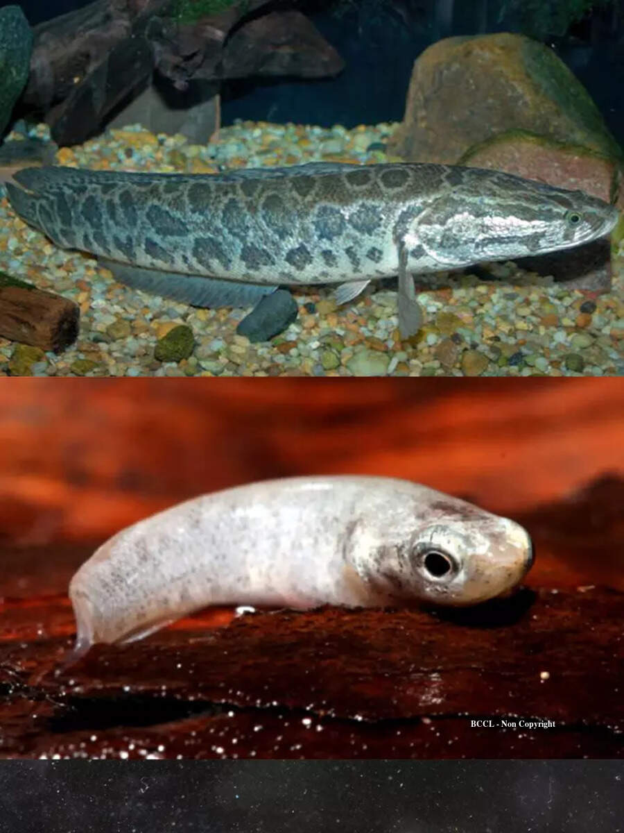 Fishes that walk on land | Times of India