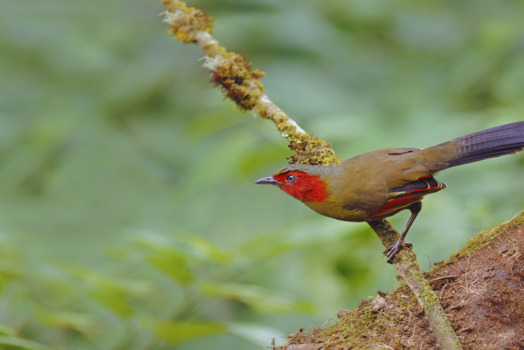 Eaglenest Wildlife Sanctuary, Arunachal Pradesh