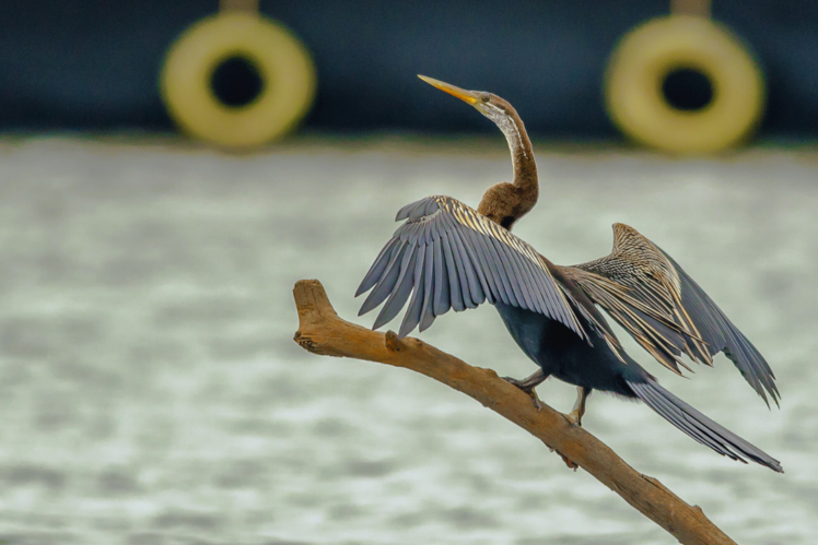 Kumarakom Bird Sanctuary, Kerala