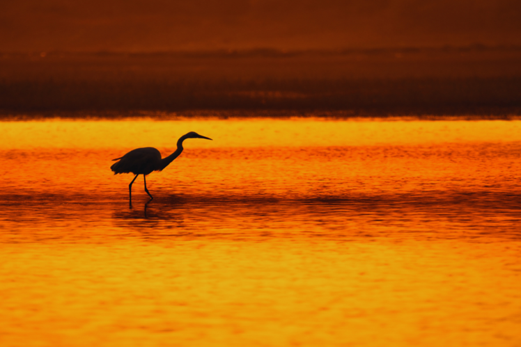 Chilika Lake, Odisha