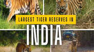 Largest tiger reserves in India