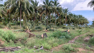 Revenue dept fells 23 coconut trees to clear encroachments on waterway near Coimbatore