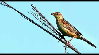 IRS officer chronicles endangered bristled grassbird in Kanpur