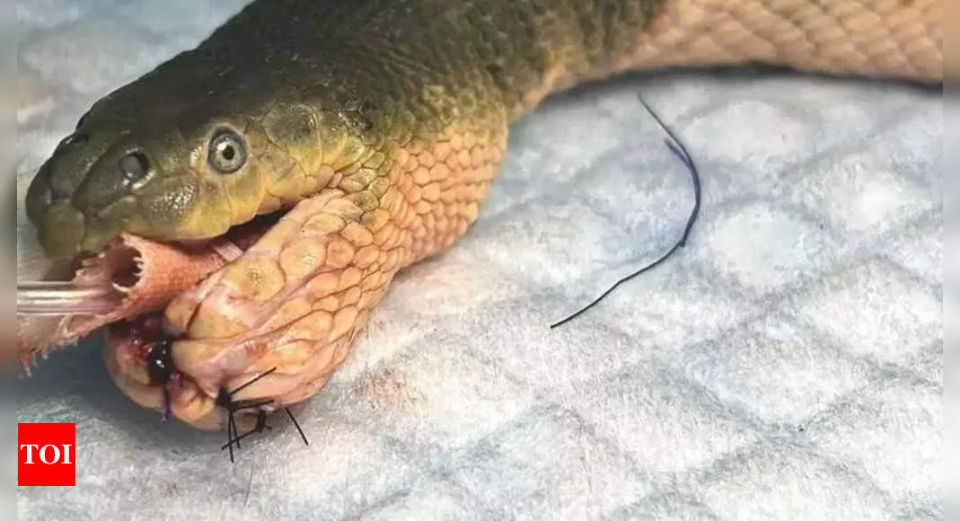 Sea Snake: Venomous Sea Snake Undergoes Reconstructive Surgery On Jaw ...