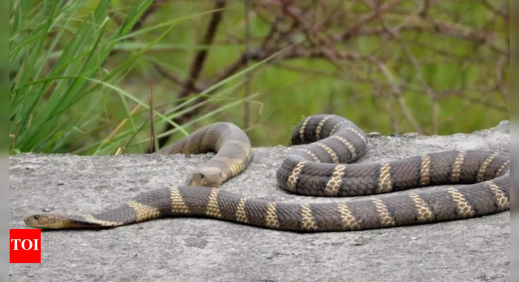 How do snakes mate? Reproduction, crossbreeding and interesting facts ...