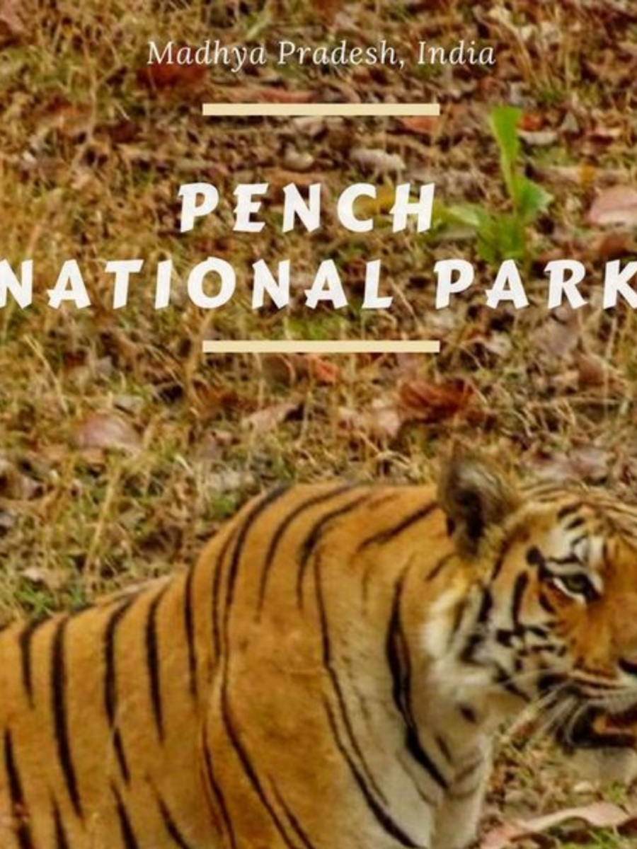 Explore Pench National Park | Pench National Park: Explore the Land of ...