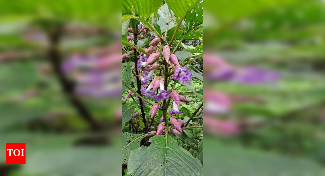 Goa: After seven years, Karvi flowers to paint Chorla Ghat purple | Goa ...