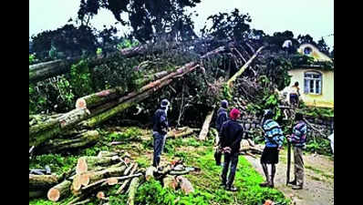 Activists stop illegal tree felling in Ooty