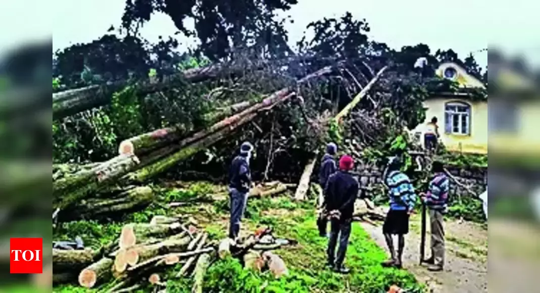 Illegal tree felling: Illegal tree felling in Ooty: Activists raise concerns | News from Coimbatore