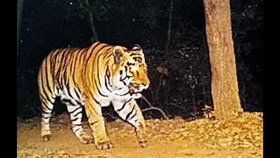 Govt teams to visit MP, Maha to study tigers