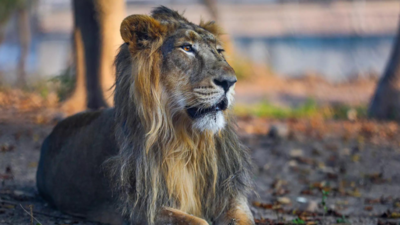 8 Gujarat lions saved on railway lines in 1 week