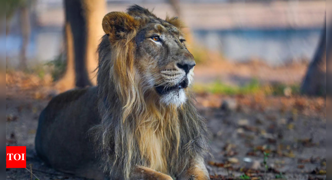 Loco Pilots Save Two Lions on Tracks