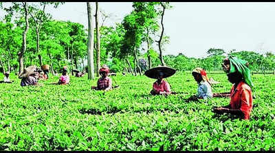 Assam govt pumps in money to boost tea tourism