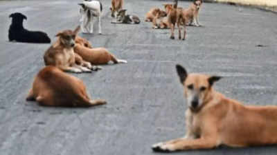 Stray dogs attack 25 people in Tamil Nadu