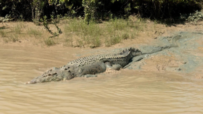 Crocodile attacks zookeeper in Jerusalem