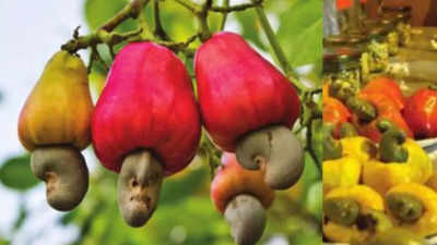 Goa’s ancient cashew sector in trouble, more and more businesses closing