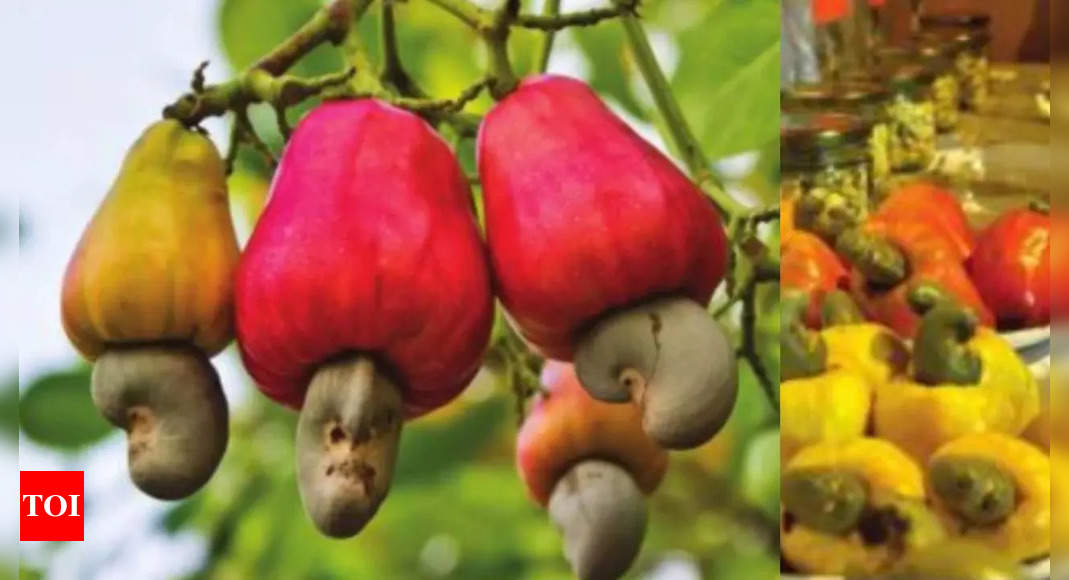 Goa's ancient cashew sector in trouble, more and more factories shut down | Goa News