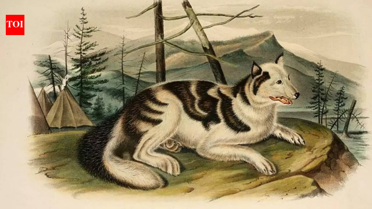10 extinct dog breeds you didn’t know ever existed | - The Times of India