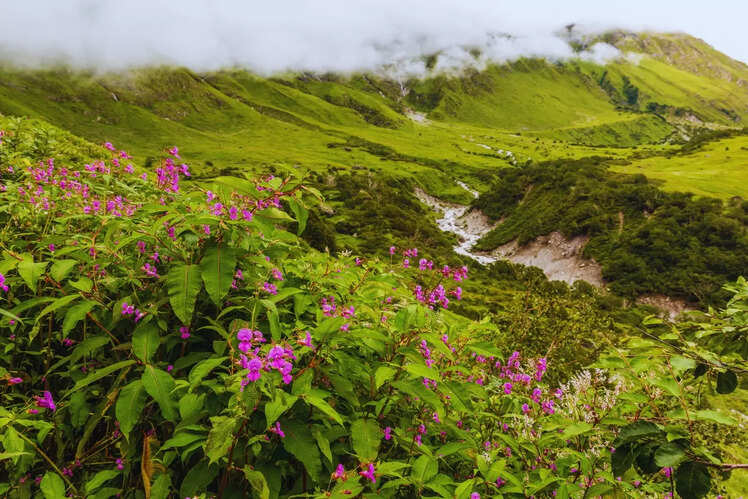 Nanda Devi and Valley of Flowers National Parks, Uttarakhand