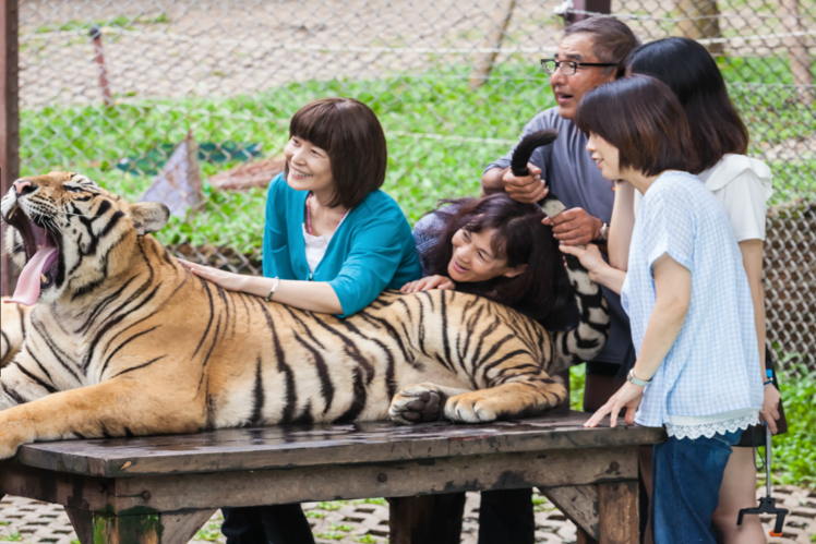 Tiger Temple and animal attractions