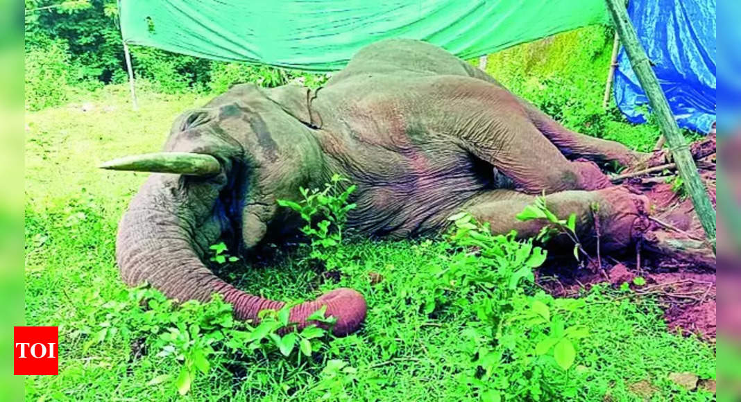 Elephant Ramu Dies from Electrocution in Odisha