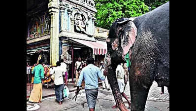 Organise rejuvenation camps for temple, mutt elephants: Plea