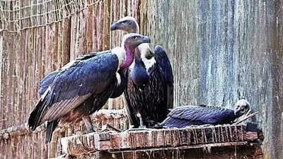 Haryana plans 100km safe zone for vultures across 5 states