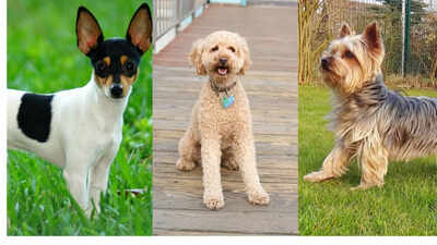 Smallest Dog Breeds