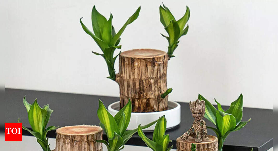 Brazilian Wood Plant Benefits: Brazilian Wood in Feng Shui; Harnessing ...