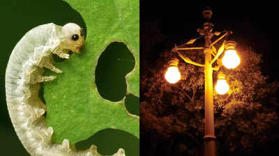 Can streetlights make leaves inedible to insects? Here’s the truth