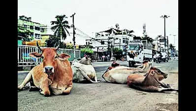 Stray cattle menace returns to haunt several city roads