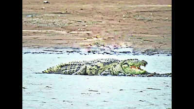 Despite loss, villagers want to live together with crocodiles