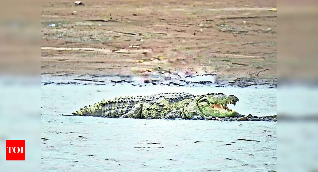 Crocodiles: Villagers plead for coexistence with crocodiles despite tragic loss | News from Vadodara