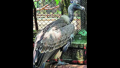 No vulture in the wild in Odisha, min tells assembly