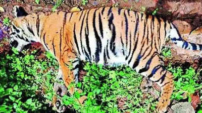 Two tigers found 'poisoned' on Nilgiris tea estate